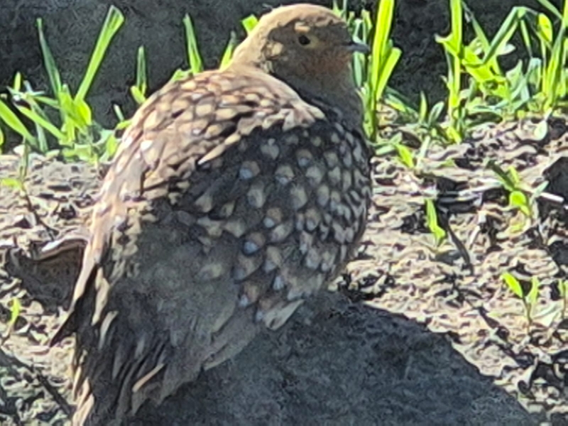 First official record of Namaqua Sandgrouse seen at Zoetendalsvlei and reported by Liohan Gilliomee